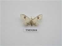 藏品(尺蛾461)的圖片